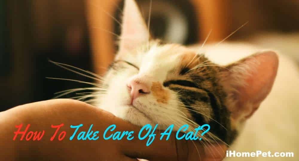 How to Take Care of A Cat? (10 Essential Things For Cats To Know ...