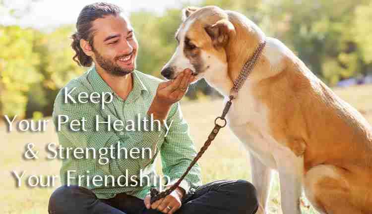 How To Take Care A Dog: Keep Your Pet Healthy As Dog Owners