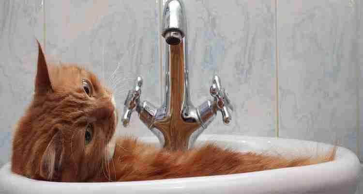 Best Way to Bathe a Cat: Learn How to Bathe Your Pet Smoothly