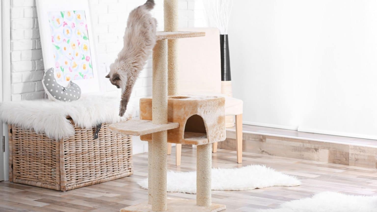 How To Discipline A Cat? Correcting Your Cat's Bad Behavior iHomePet