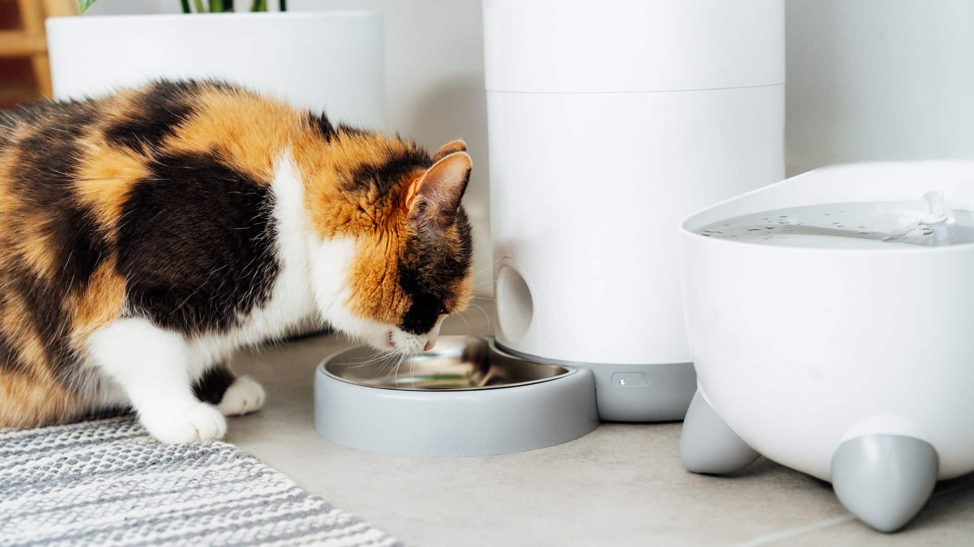 Use your own devices to feed your dog or cat remotely