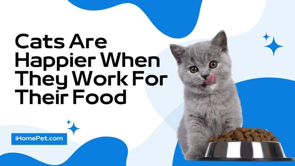 Cats Are Happier When They Work For Their Food