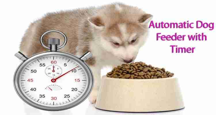 automatic-dog-feeder-with-timer