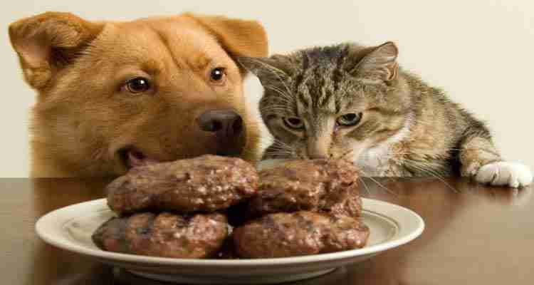 Best Pet Food for Dogs and Cats for Ideal Health Benefits