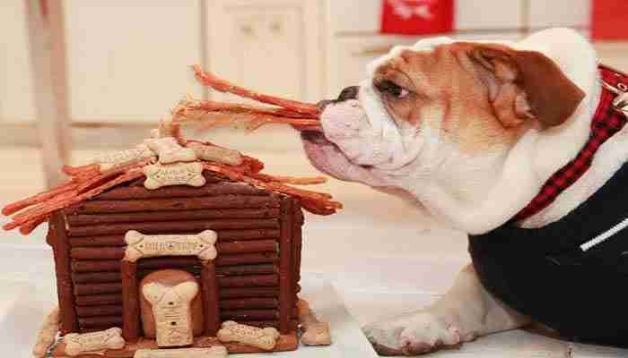 homemade-treats-for-your-canine-friend