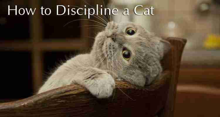 how-to-discipline-a-cat1