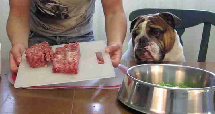 Top Three Homemade Recipes for Your Dog