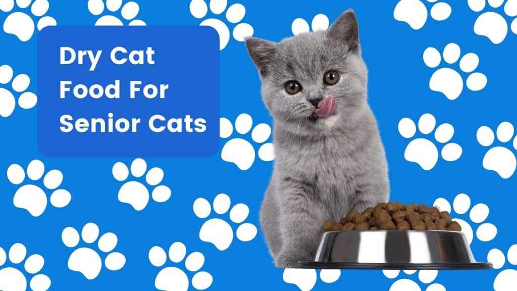 The best dry cat foods of 2024 | PawTracks The best dry cat foods of 2024 | PawTracks