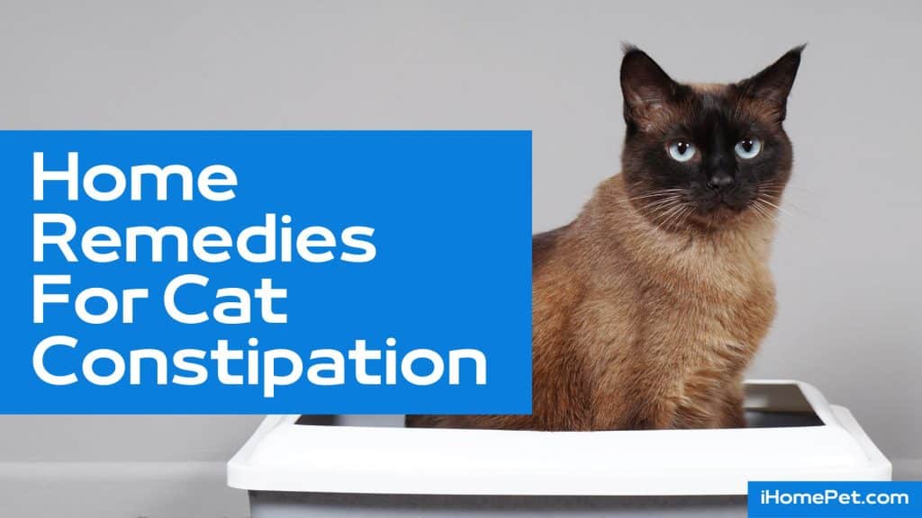 Home Remedies for Cat Constipation-Treating Constipation in Natural Way