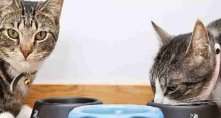 best dry cat food for senior cats