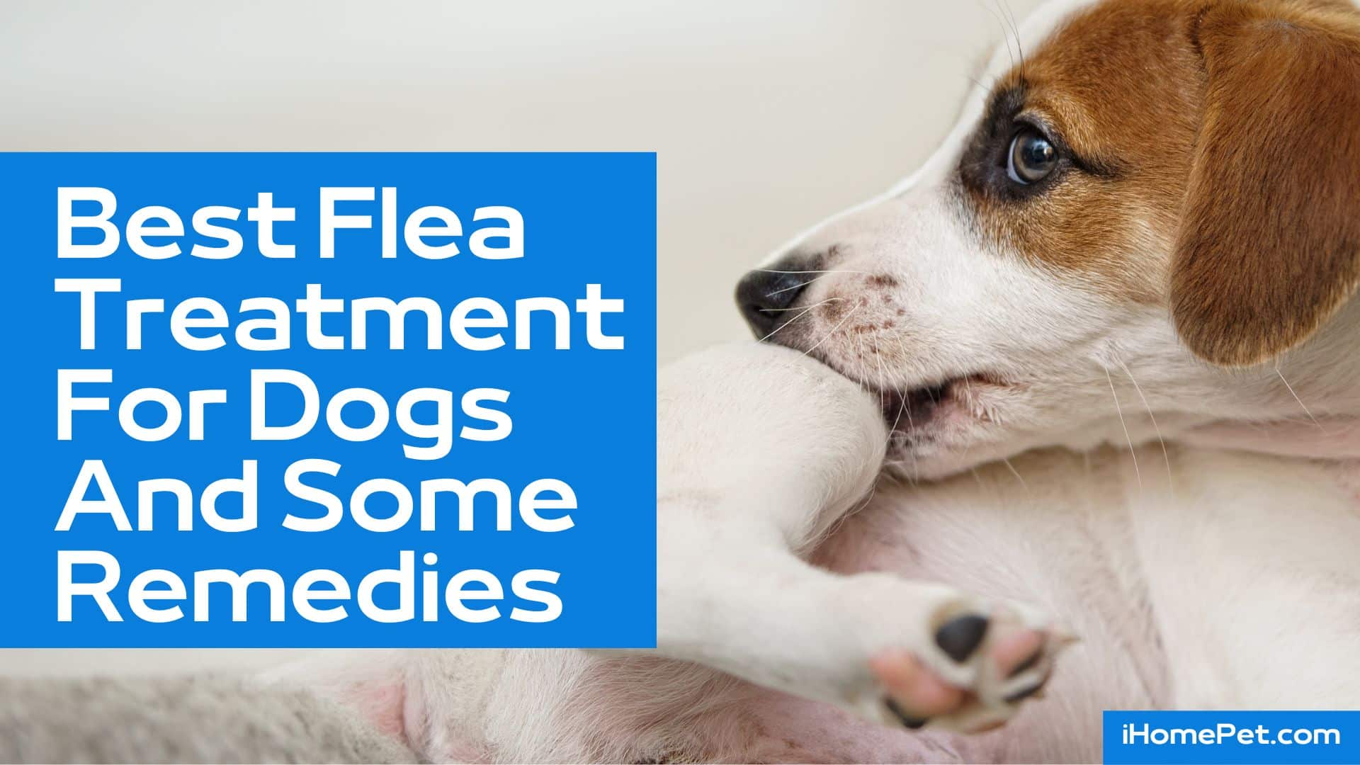 Flea and tick symptoms to know as a dog owner