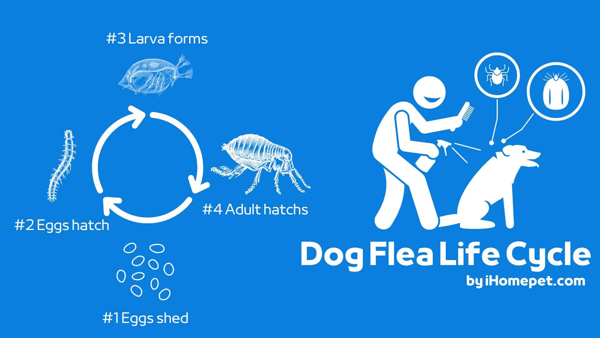 Reduce the flea life cycle with these tick treatments