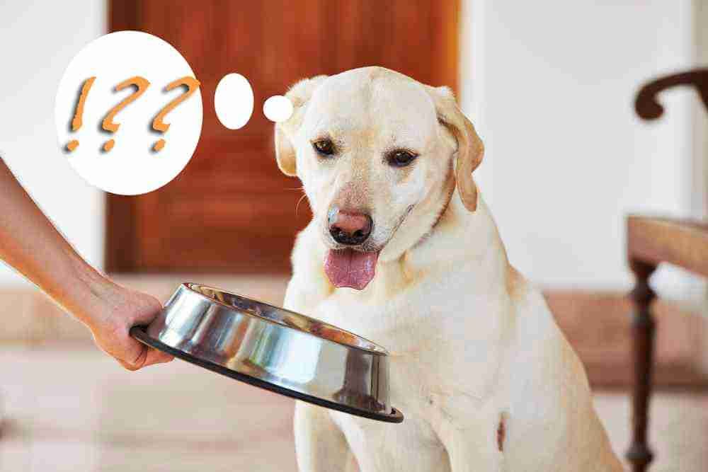What is Dog Food Low In Sodium?