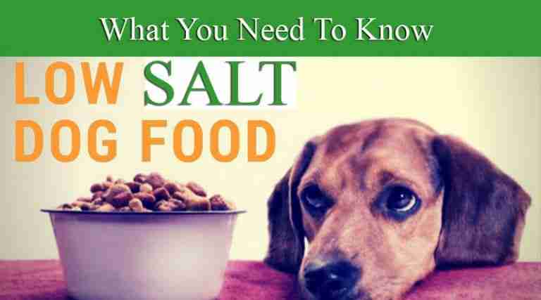 low-salt-dog-food-what-you-need-to-know-ihomepet