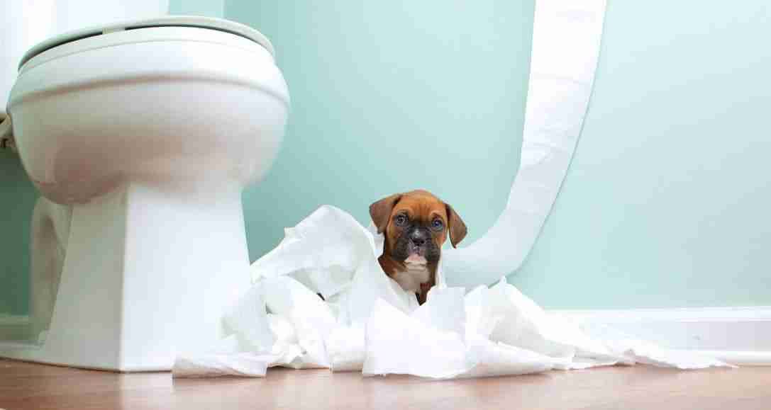 Toilet Training Your Dog