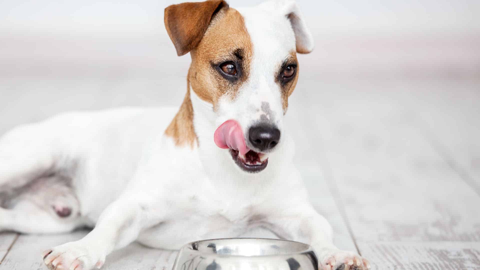 Prevent food allergies and certain health issues with your dog's diet