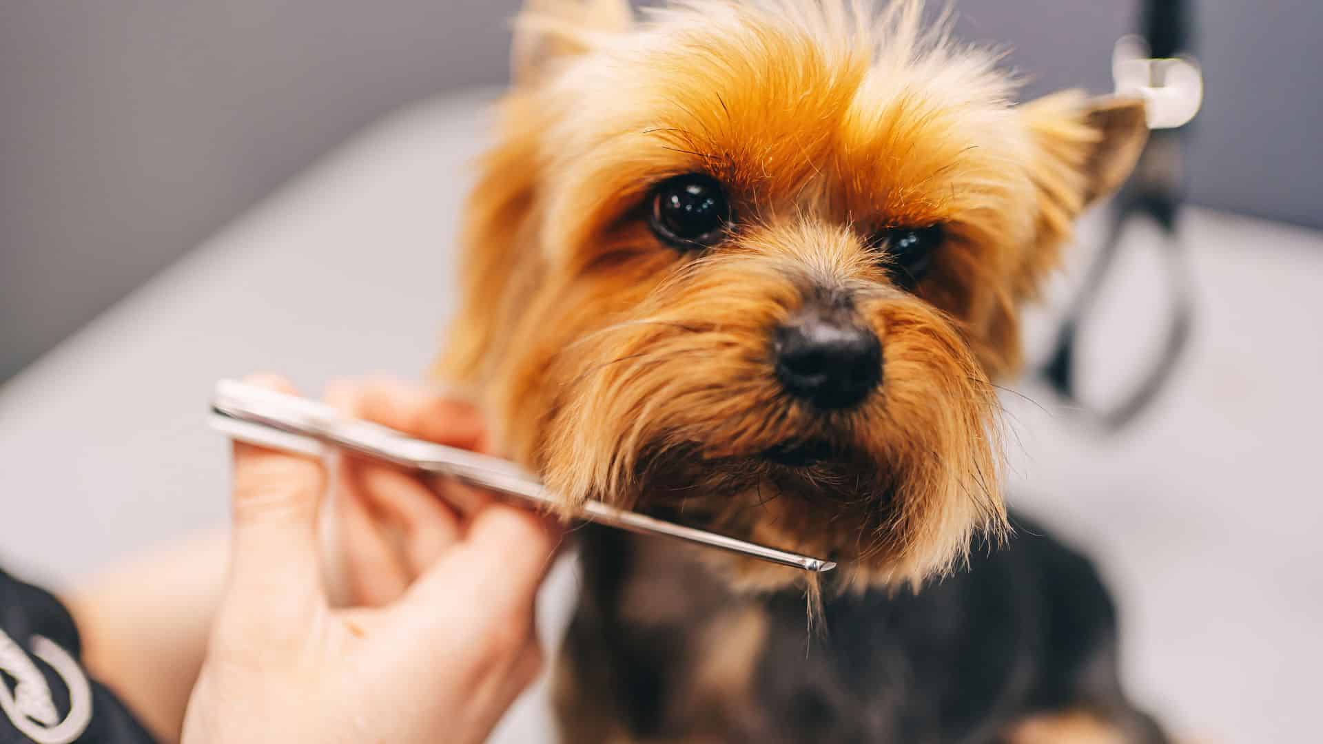A dog being brushed with a grooming tool
