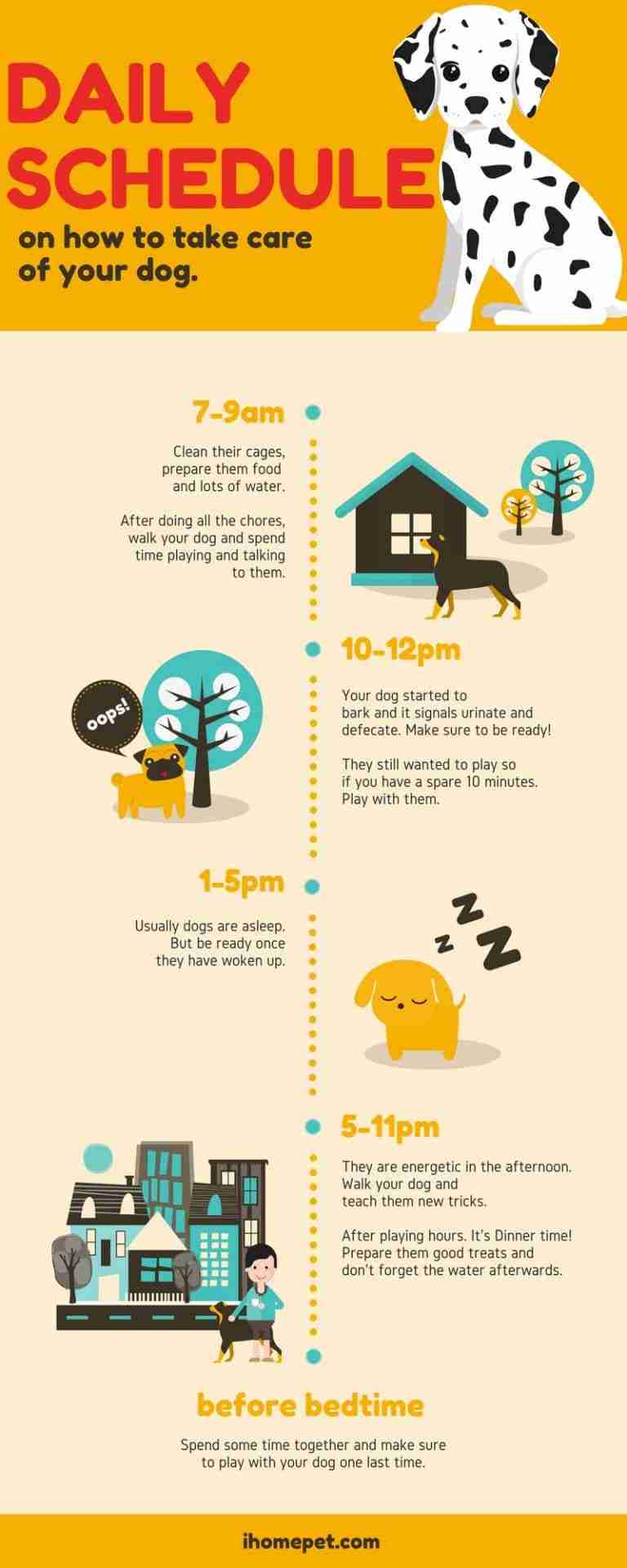 [Infographic] Daily Schedule on How to Take Care Of Your Dog