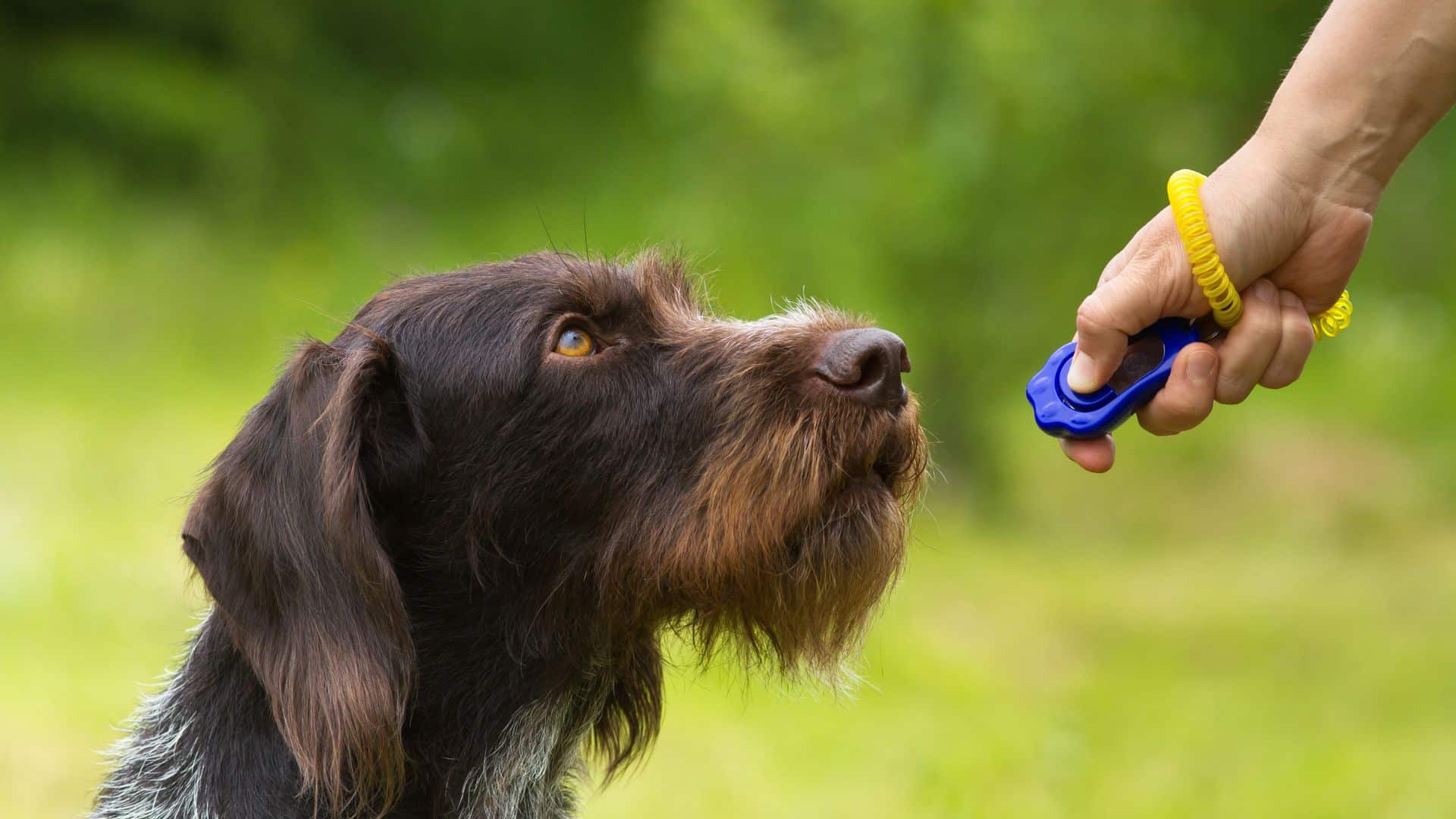 Dog training techniques are different from the ones used on other pets