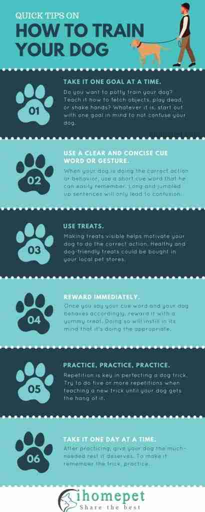 [Infographic] Quick Tips on How to Train Your Dog - iHome Pet