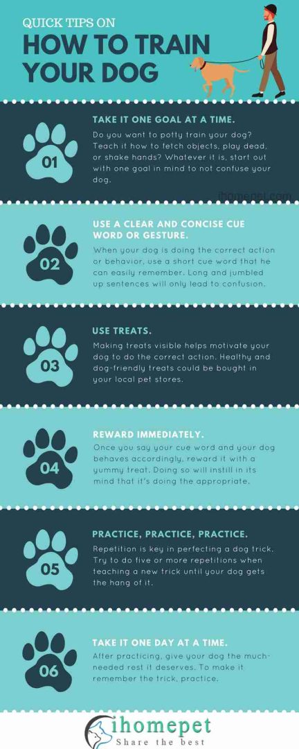 dog train quick infographic tips training pet