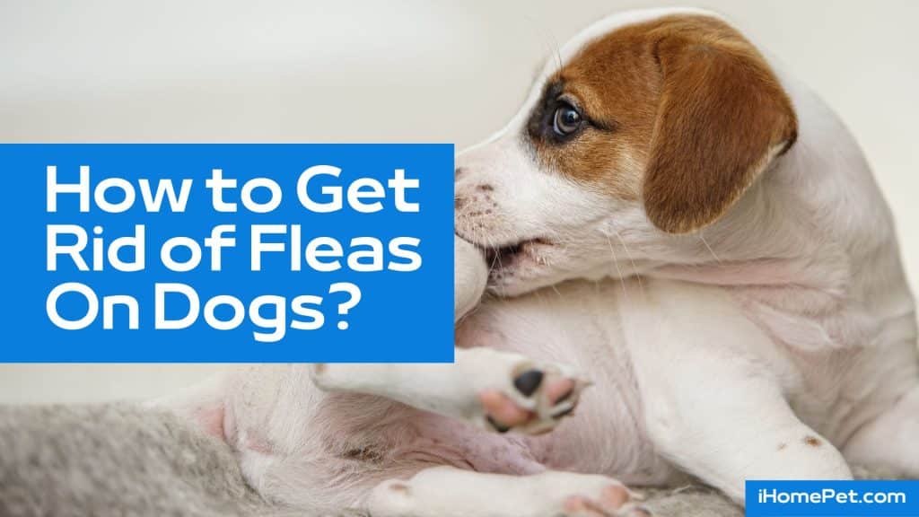 How to Get Rid of Fleas On Dogs Fast