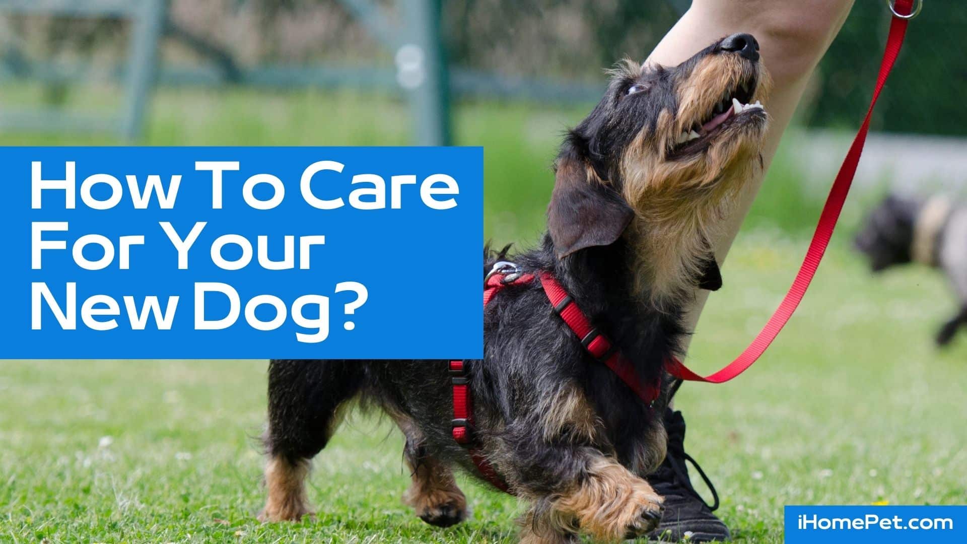 Take care of adult dogs without a vet