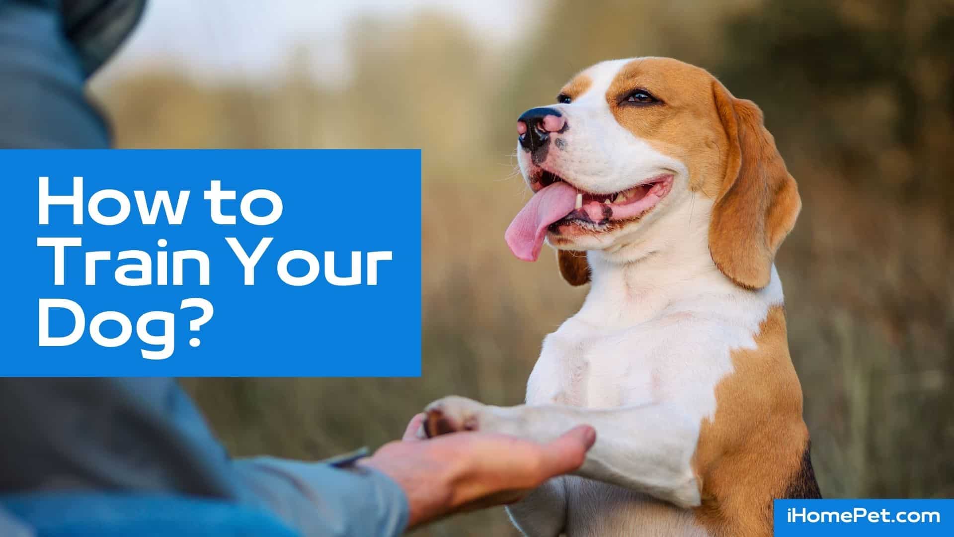 Training your dog to have good new behavior