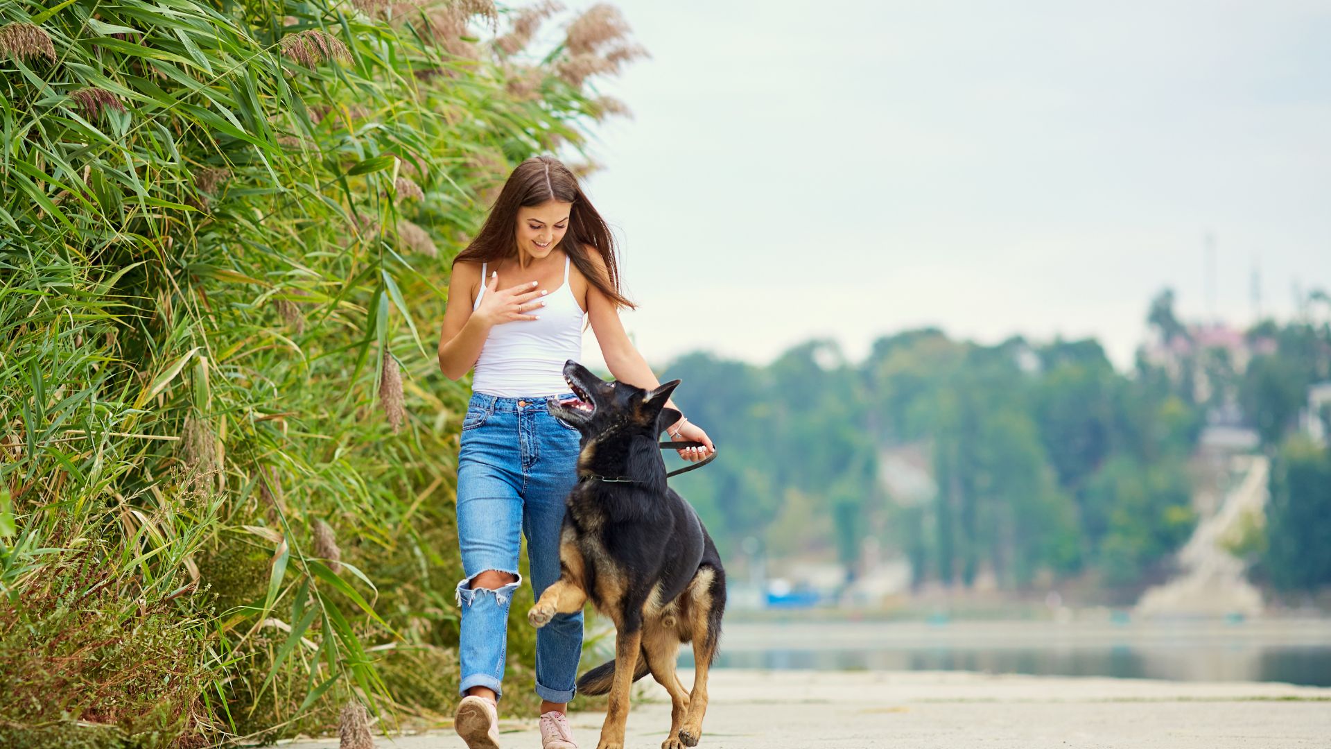 Your dog learns how to walk with leash training sessions