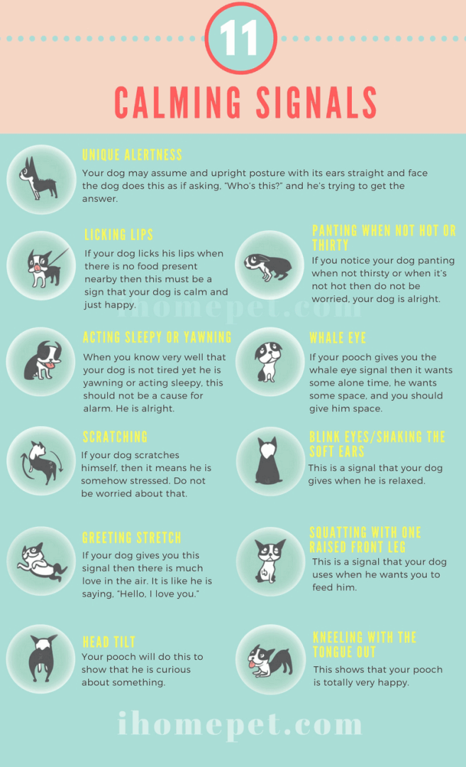 Understand Dog Body Language | With 23 Body Symptoms