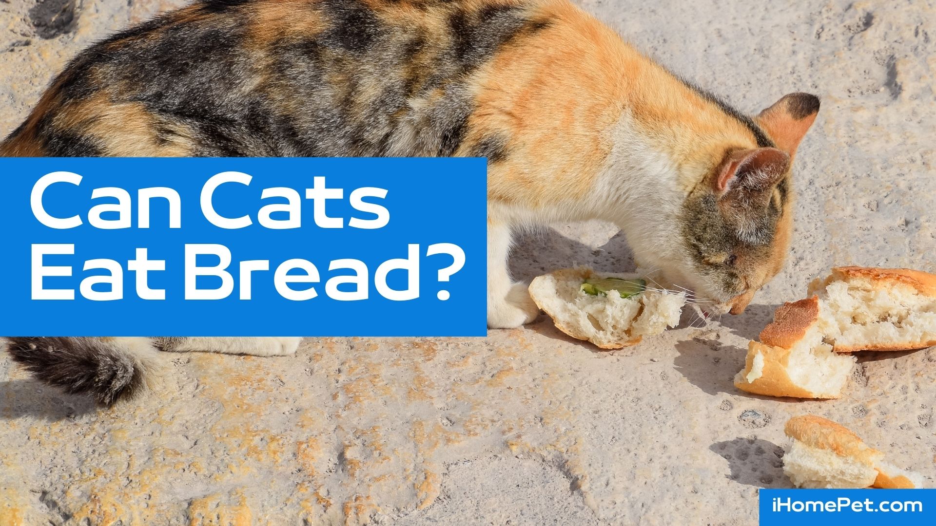 Cats sneaking slices of plain bread fiend or other human foods