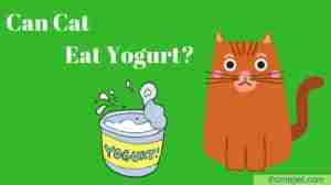 Can Cats Eat Yogurt? Demystifying the myth - iHomePet