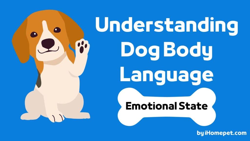 Dog Body Language