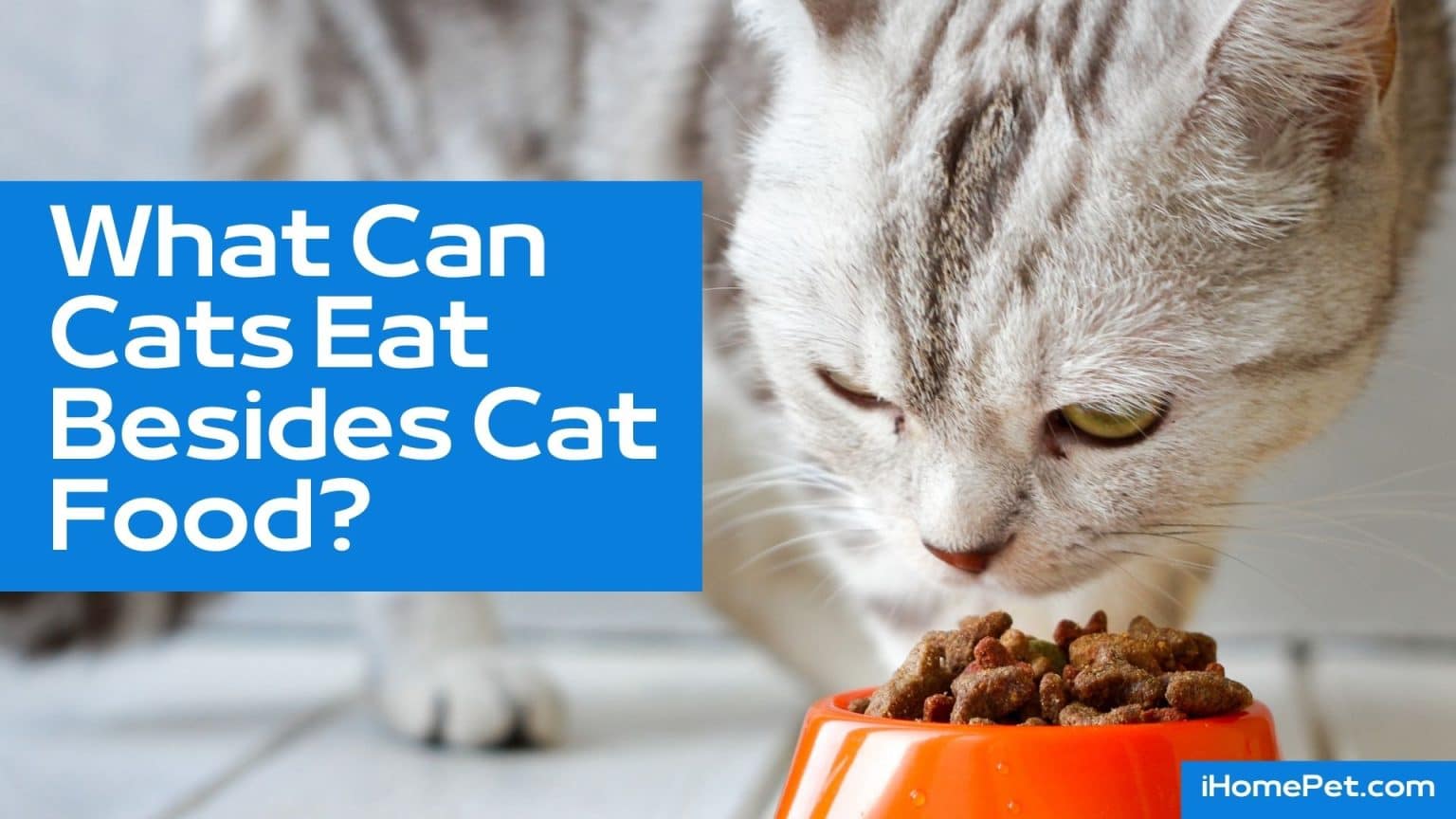 What Can Cats Eat Besides Cat Food? - Human Foods Cats Can Eat