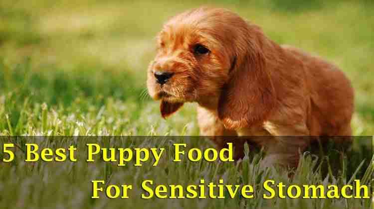 5 Of The Best Puppy Food For Sensitive Stomach