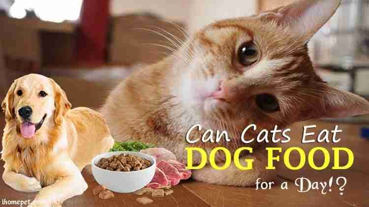 cat diet can cats eat dog food