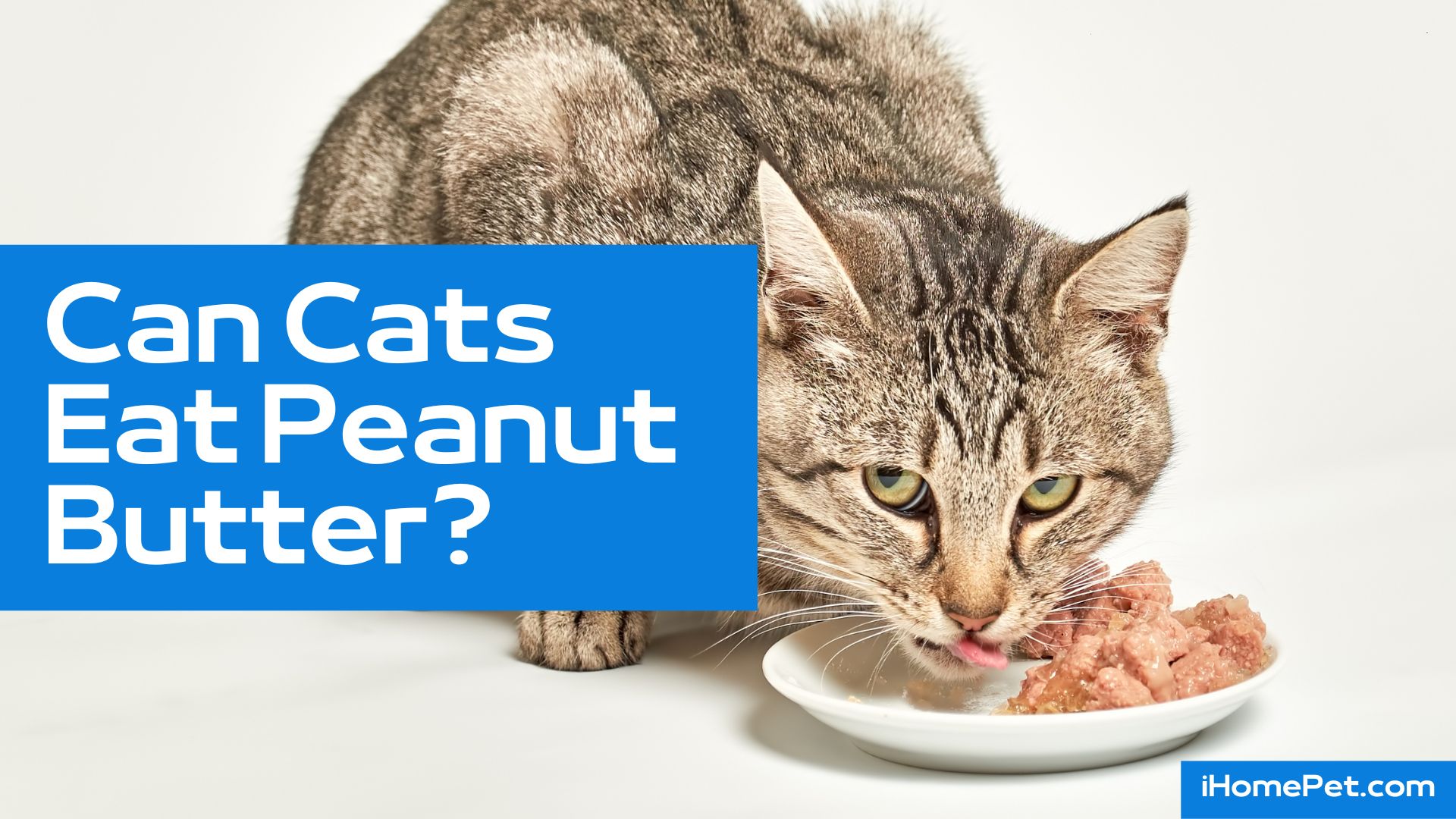 Feeding your cat peanut butter