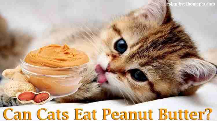 This Will Shock You: Can Cats Eat Peanut Butter ? - iHomePet