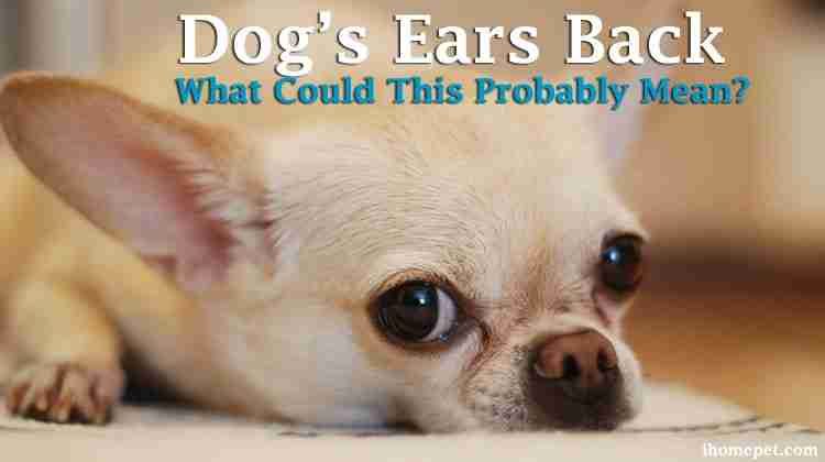 Dog’s Ears Back