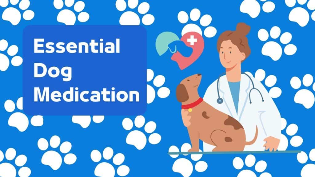 Essential Dog Medications That Most Every Pet Owners Should Know