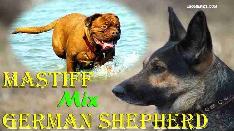 German Shepherd Mastiff Mix