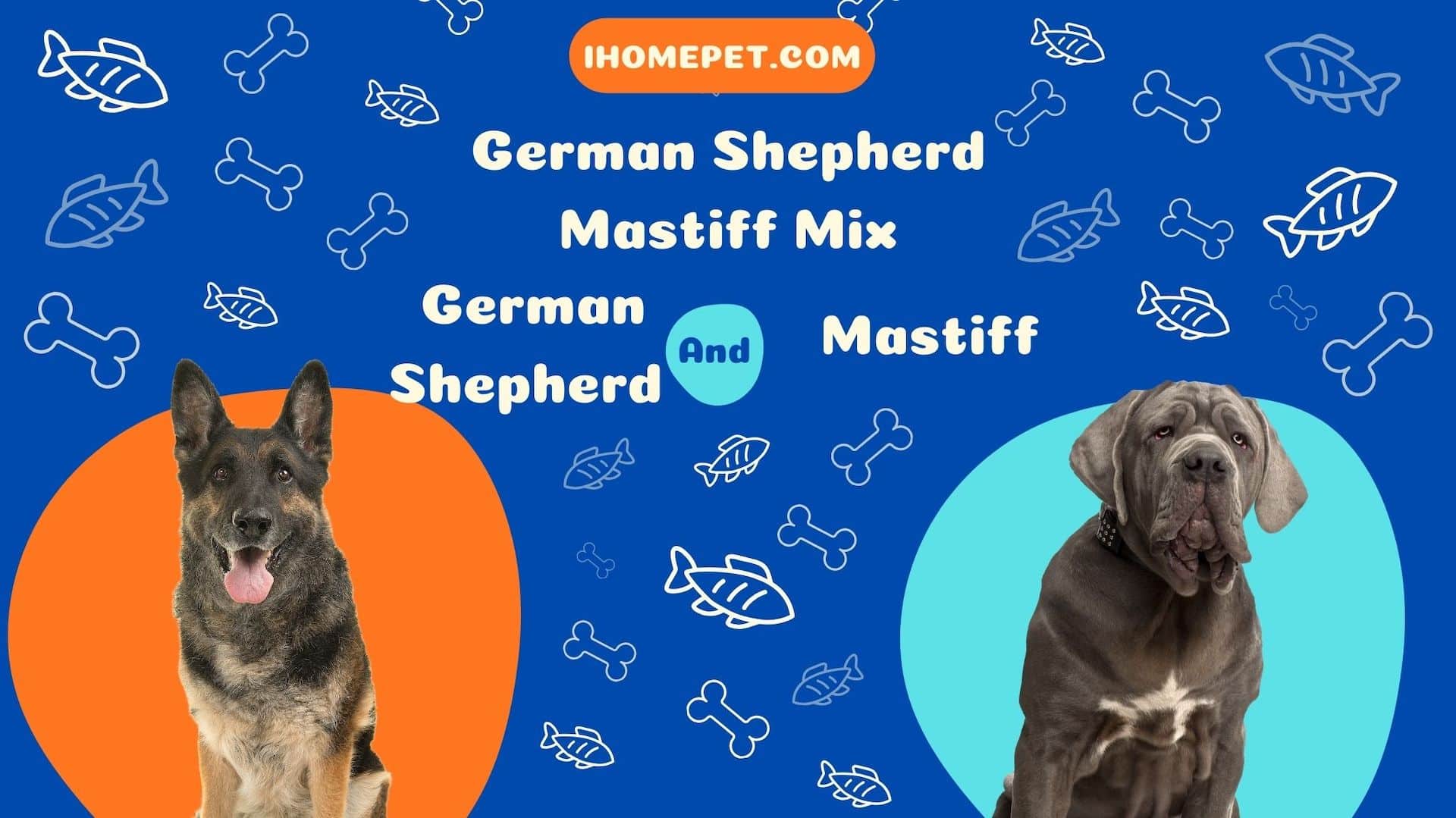 German Shepherd Mastiff mix two breeds with robust muzzle