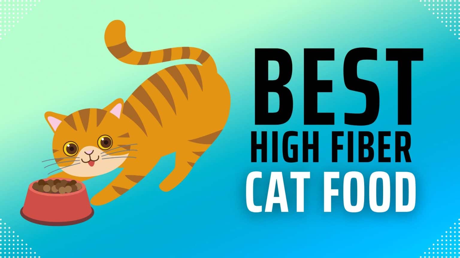 Top 5 High Fiber Cat Food for Constipation iHomePet