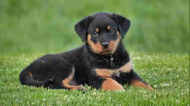 rottweiler mix german shepherd puppies