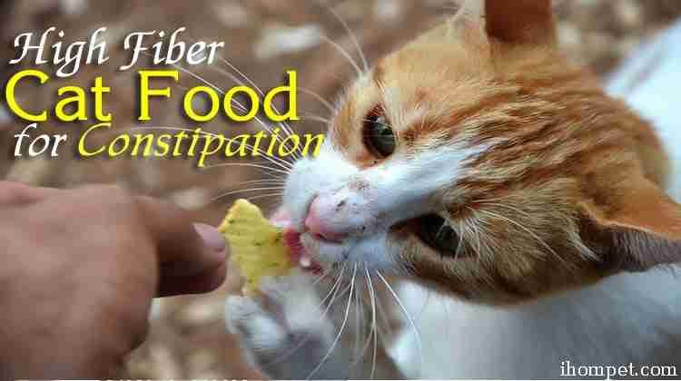 Top 5 High Fiber Cat Food for Constipation - iHome Pets