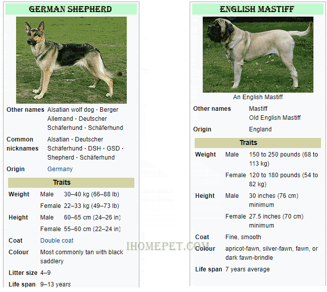 English Mastiff Height Chart