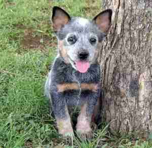 Blue heeler best sale x german shepherd