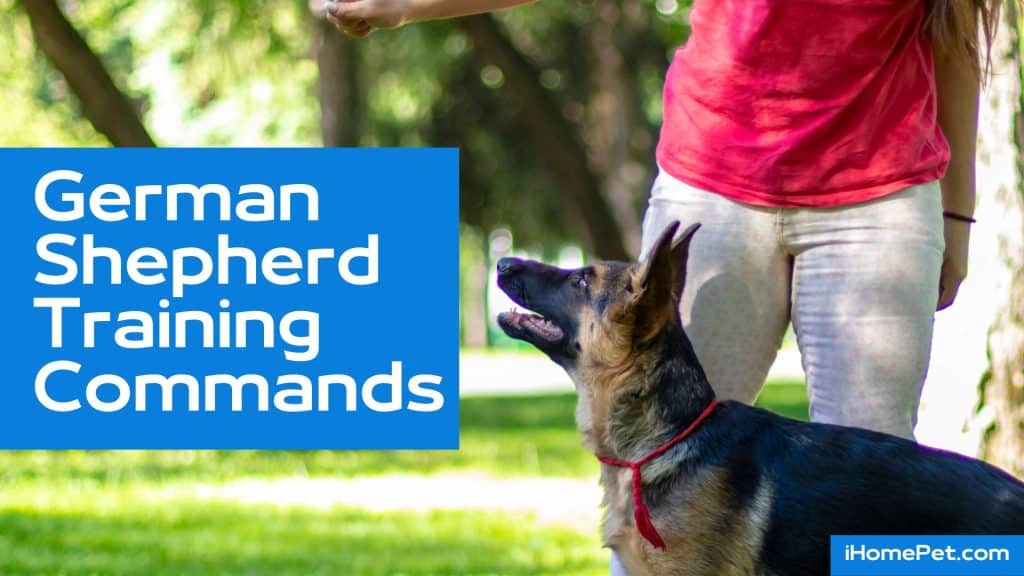 11 Basic Of German Shepherd Training Commands To Reinforce Protection ...