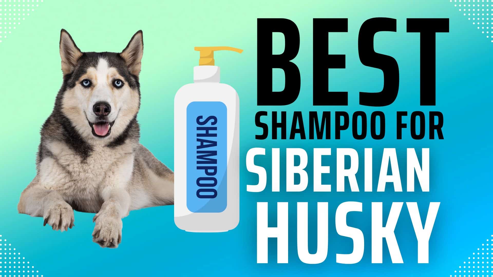 Best shampoo for huskies with wet dog smell