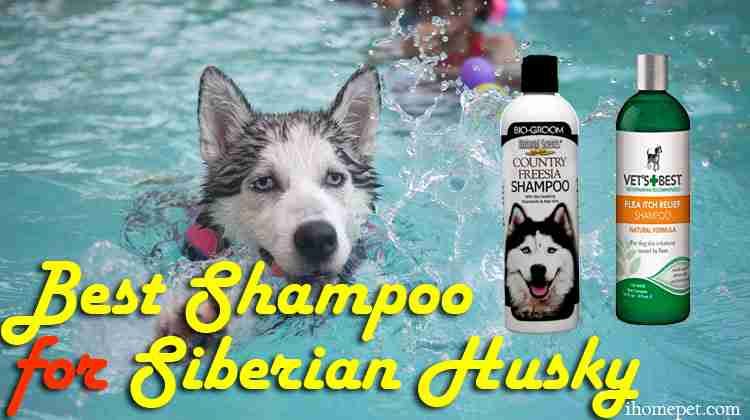 best shampoo for husky